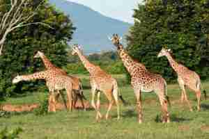 giraffee at tsavo east national park