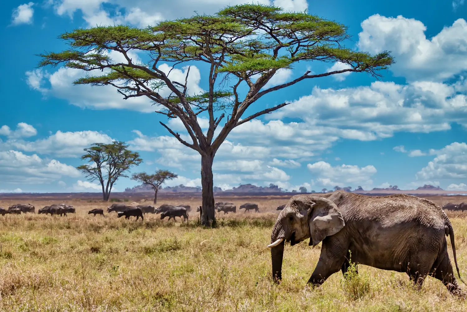 Masai Mara Safari Package 3 Days