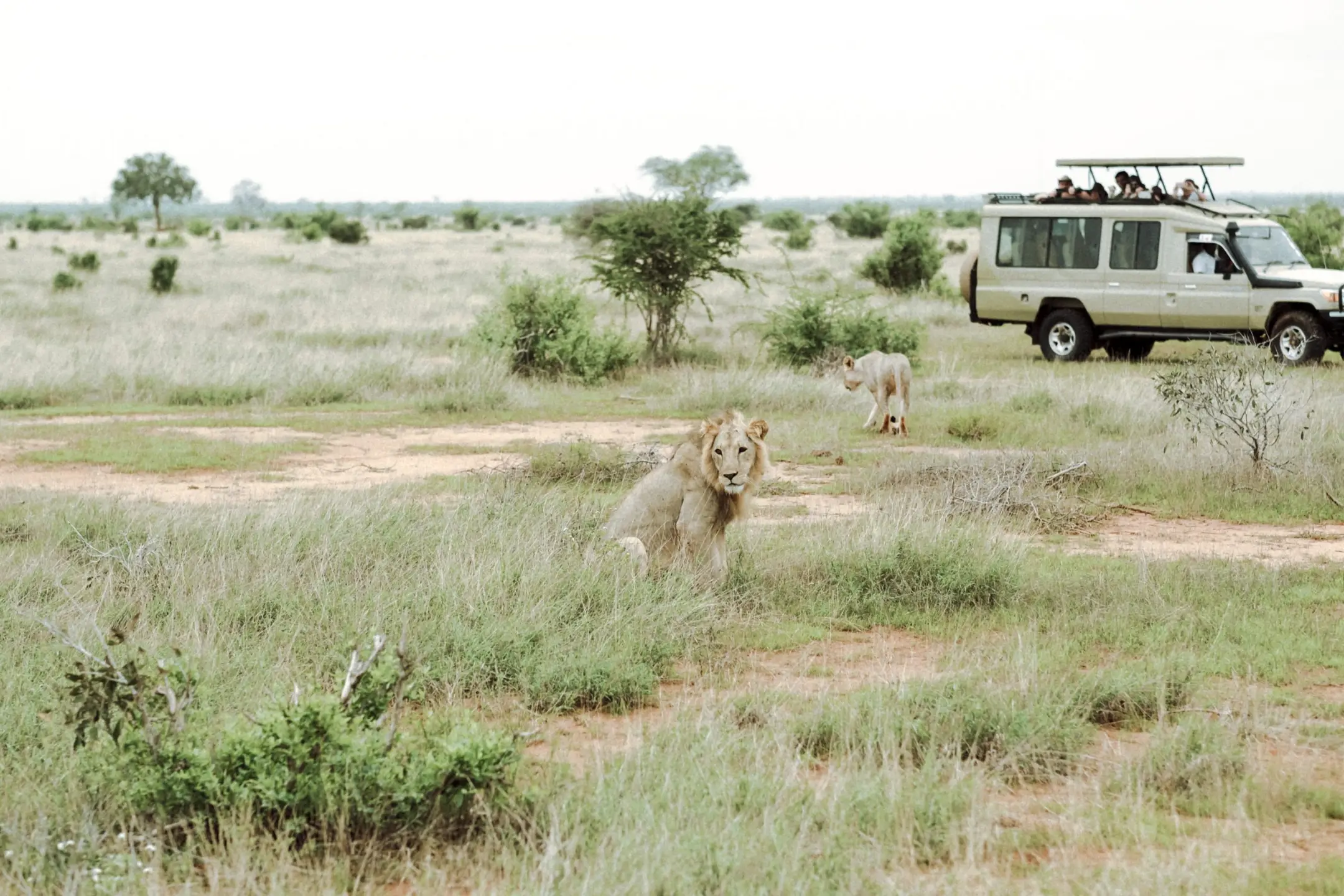 2 Days Tsavo East and Tsavo West Safari Kenya