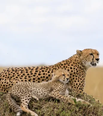 maasai mara wildlife safari