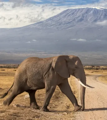 nairobi wildlife safari